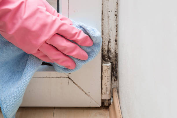 La Puente, CA Mold Prevention & Removal  Company