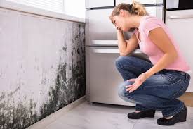 Why You Should Choose Our Mold Remediation Services in La Puente, CA